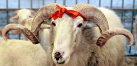 Qurban bayramı ilə bağlı fətva verildi