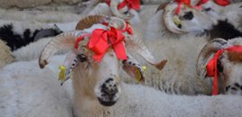 Qurban bayramı ərəfəsində heyvan bazarnda son vəziyyət - VİDEO