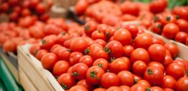 Türkiyədən Rusiyaya gətirilmiş 20 tondan çox pomidor ölkəyə buraxılmayıb