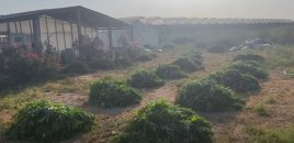 Bakıda xüsusi əməliyyat - 881 kiloqram çətənə kolu aşkarlandı