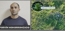 Polis Şəkidə çətənə kolları və 8 kiloqram marixuana aşkarladı