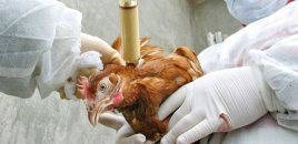 Quş qripinə görə bir sıra ölkədən malların idxalına məhdudiyyət qoyuldu