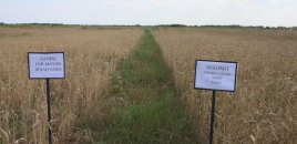 Azərbaycanda torpaq zəifləyir – Məhsul azalır, qazanc düşür - HƏLLİ