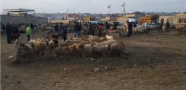 Azərbaycanda heyvan bazarlarında məhdudiyyətlər tətbiq olunacaq - BU TARİXDƏN