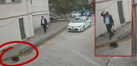 Biləcəridə heyvanlara qarşı rəhmsiz davranan şəxslə bağlı tədbir görüldü
