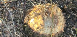 40 ağacı kəsdiyinə görə cinayət işi başladı - Foto