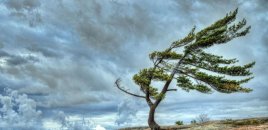 Küləkli hava şəraiti ilə bağlı sarı XƏBƏRDARLIQ