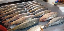 İranda müharibənin təsiri bazarda hiss olunmağa başlandı: Azərbaycanda balıq BAHALAŞDI