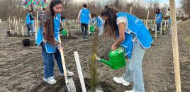 IDEA Zaqatalada kütləvi ağacəkmə aksiyası təşkil etdi - FOTOLAR