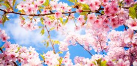 Azərbaycana yaz gəldi