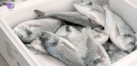 Marketlərdən balıq alarkən DİQQƏTLİ OLUN - VİDEO