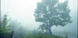 Yağış yağıb, külək əsib, duman olub - FAKTİKİ HAVA