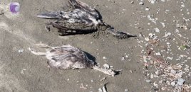 Xəzərin Lənkəran sahillərində yaşayanlar ilk dəfə belə bir mənzərəni görüblər - VİDEO