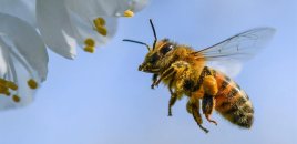 Azərbaycana təhlükəli arılar gətirilib - XƏBƏRDARLIQ