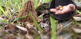 "Şəkərin 1 nömrəli dərmanıdır" - Möcüzəvi təsiri olan məhsulun daha hansı faydaları var? - VİDEO