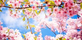 Temperatur 20 dərəcəyədək artacaq - Hava proqnozu