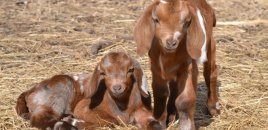 Çəpiş ətinə tələbat niyə artıb? - VİDEO