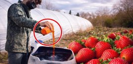 Azərbaycanda çiyələyə zəhərli maddələr qatılır? - Dəhşətli GÖRÜNTÜLƏR yayıldı - VİDEO