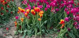 Bakı bulvarında çiçəklər yararsız hala salındı - VİDEO