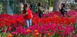 Bulvarda gülləri əzən 10 nəfər polisə çağırıldı - VİDEO