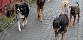 Yeniyetmə itlərin hücumuna məruz qaldı