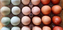 Qiymətlər rekord həddə enə bilər: Yumurta bazarında nə baş verir?