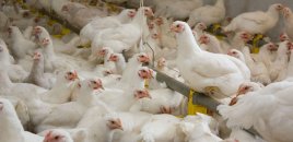 Azərbaycanda hormonlu broyler toyuqları yetişdirilir? - AQTA sədri AÇIQLADI