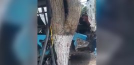 Bakıda marşrut avtobusu ağaca çırpıldı, 11 nəfər yaralandı - Video