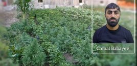 Şirvanda çətənə kolları yetişdirən səxş saxlanıldı