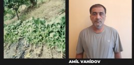 Göyçayda həyətində çətənə kolu yetişdirən şəxs tutuldu
