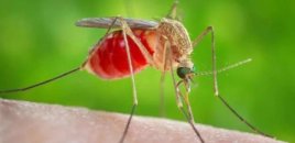 Ağcaqanad mənşəli təhlükəli virus yayılır - ÜST-dən xəbərdarlıq