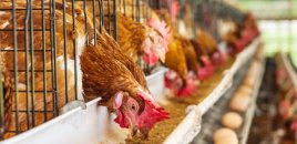 Cənub bölgəsində toyuqlar niyə kütləvi tələf olur? – Ekspertdən açıqlama