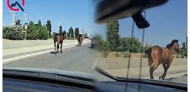 Bakıda magistralla qaçan cins atlar kimindir? - Video