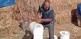 “3 litr südü 45 qəpiyə satır” – Fermerlər niyə bu qədər ucuz qiymətə işləyir?