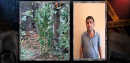 Narkotik tərkibli bitkilər yetişdirən şəxs tutuldu