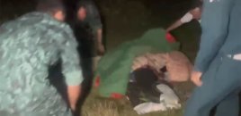 Şəkidə Niderlandlı qadına itlər hücum etdi - Belə xilas olundu - Video