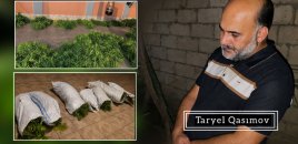 Həyətində narkotik tərkibli bitkilər yetişdirən şəxs saxlanıldı