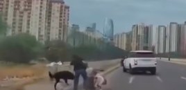 Bakıda sahibsiz it uşaqlı qadına hücum etdi - VİDEO