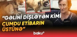 Sakinlərin kabusuna çevrilən küçə itləri dəhşət saçır: 100-dən çox insan xəstəxanalıq olub - VİDEO