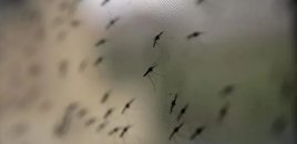 Danq qızdırması can almağa davam edir: 117 nəfər öldü