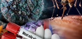 Yunanıstanda virus həyəcanı: Bir həftədə 34 yeni yoluxma