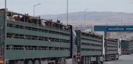 Azərbaycan atları xaricə daşınır – Bu məqsədlə istifadə edirlər