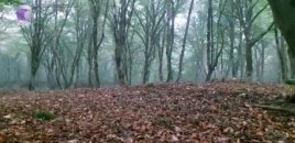 Bakıda öldürülən qadının meyiti Qusarda meşədən tapıldı - Video