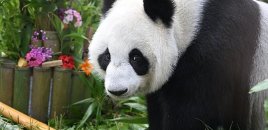 Çin ABŞ-yə iki panda göndərib