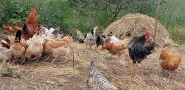 Rayonlarda toyuqlar kütləvi tələf olur – Yeni xəstəlik yayılır?