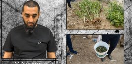 Hacıqabulda narkotik tərkibli bitkilər yetişdirən şəxs saxlanıldı