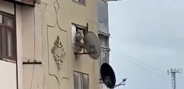 Bakıda iti pəncərədən atan şəxs həbs edildi