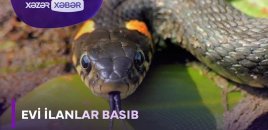 Evi ilanlar basıb - VİDEO