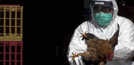 Niderlandda ümumölkə karantini tətbiq olundu - Daha bir epidemiya həyəcanı