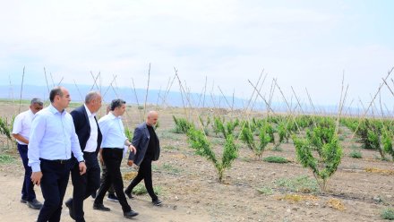 İcra başçısı yeni salınmış intensiv meyvə bağı ilə tanış oldu - FOTOLAR
